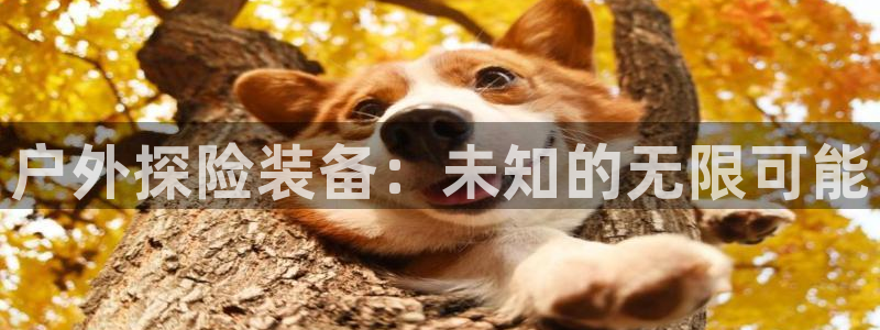 新宝gg挂机app