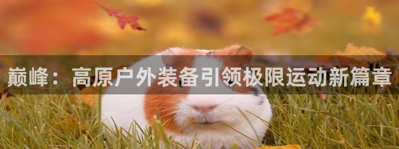 新宝gg 内部 8