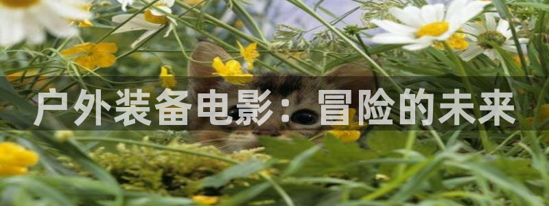 新宝gg合作